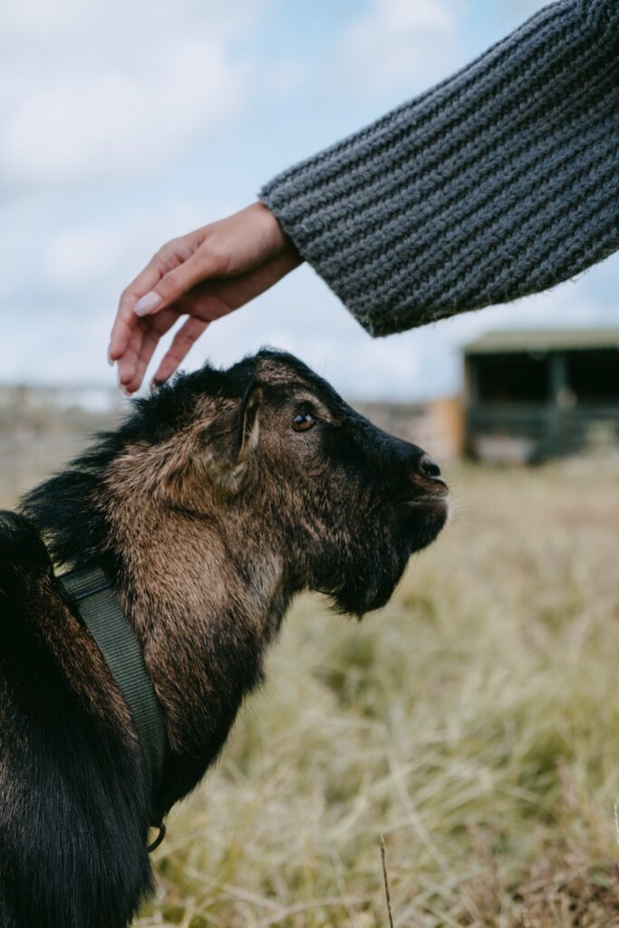 nigerian dwarf goat