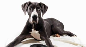 Are Great Danes Good House Pets 0