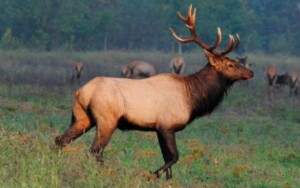 Are Moose And Elk The Same 0