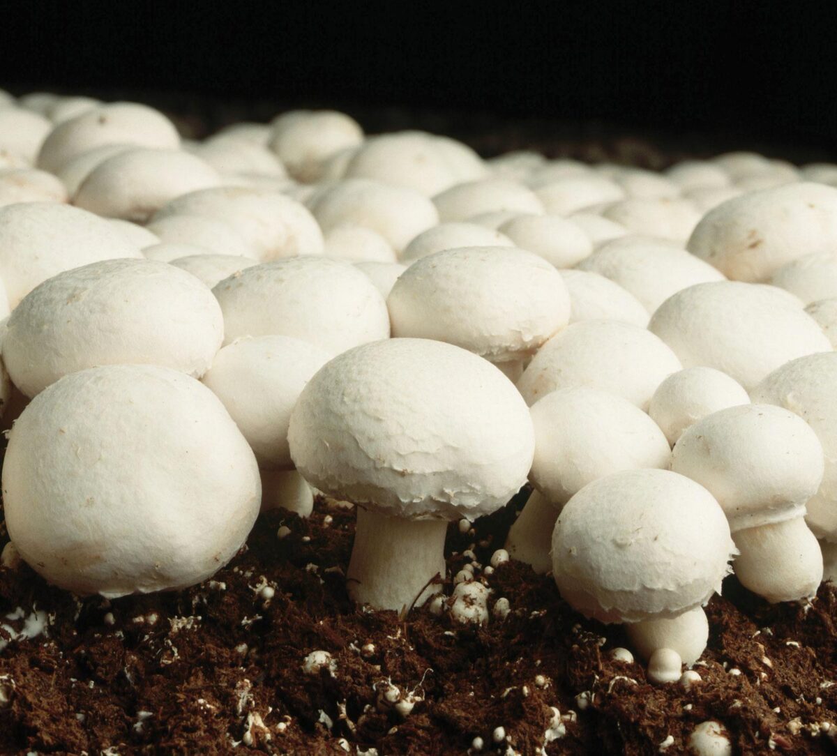 is a mushroom a producer