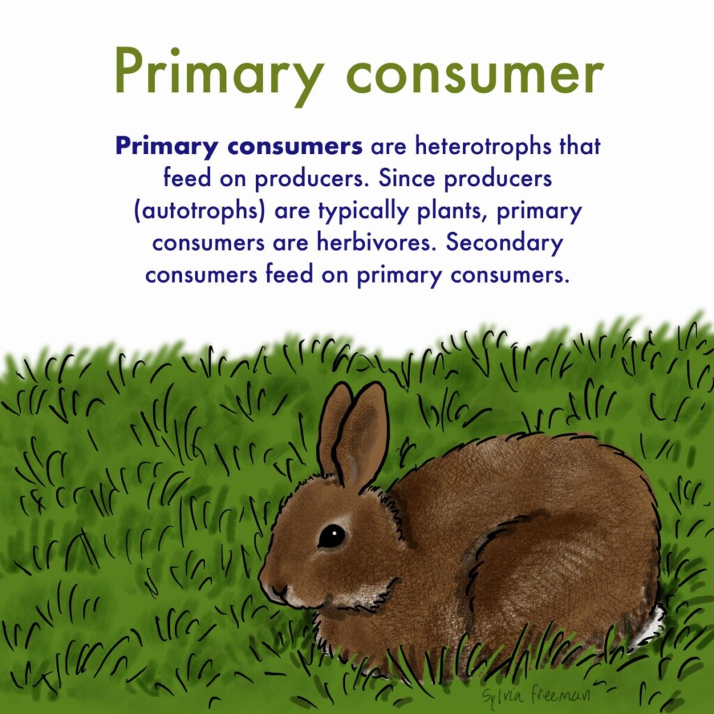 Is A Rabbit A Primary Consumer? - H.O.M.E.