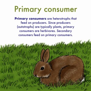 Are Rabbits Primary Or Secondary Consumers 0