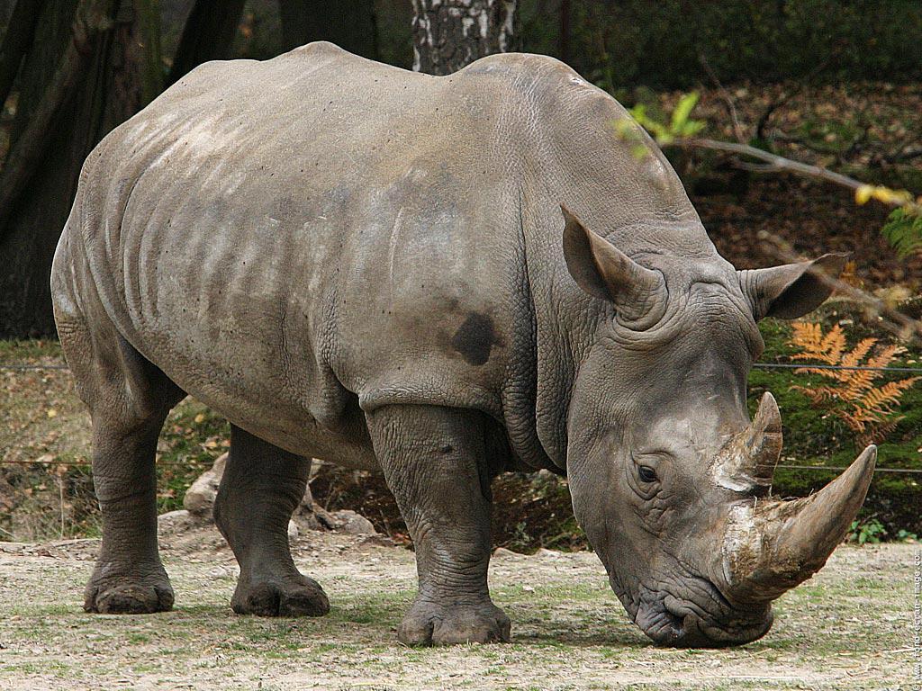 Are Rhinos Related To Dinosaurs? .E.