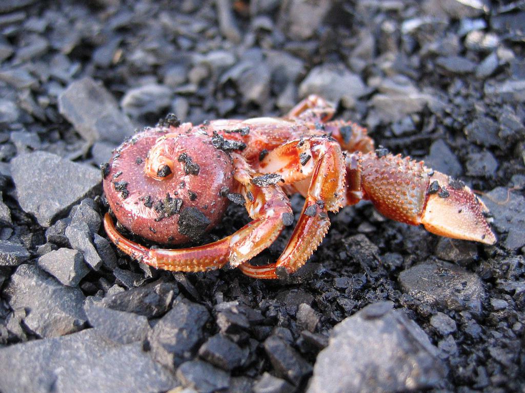 How Long Can A Hermit Crab Last Without A Shell