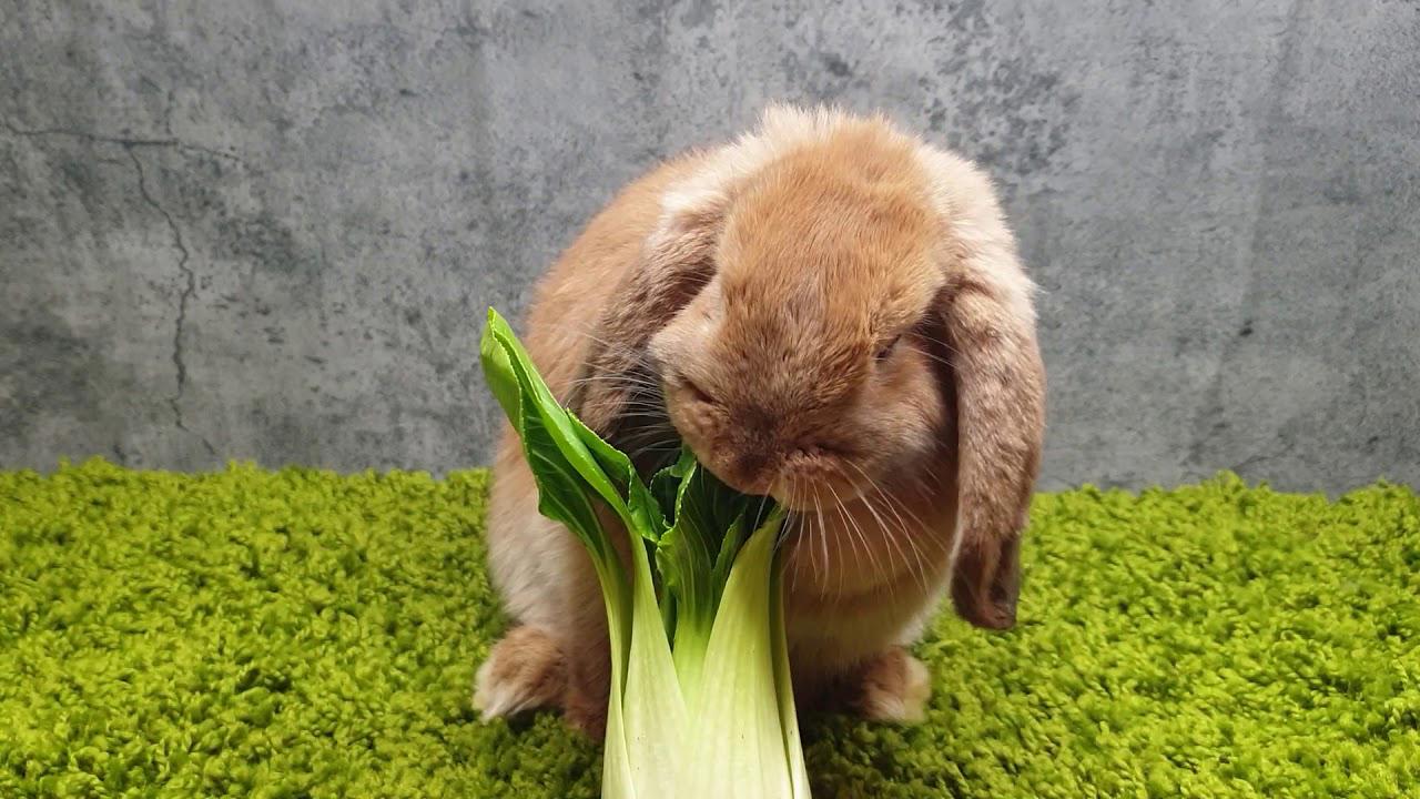 can rabbits eat bok choy