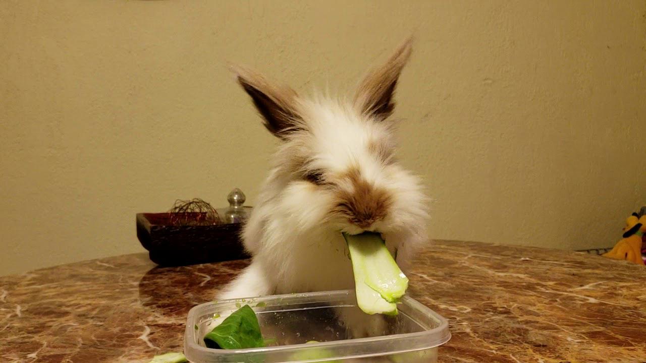 can rabbits eat bok choy