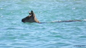 Can Kangaroos Swim In Deep Water 0