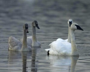 Can Swans Survive Cold Weather 0