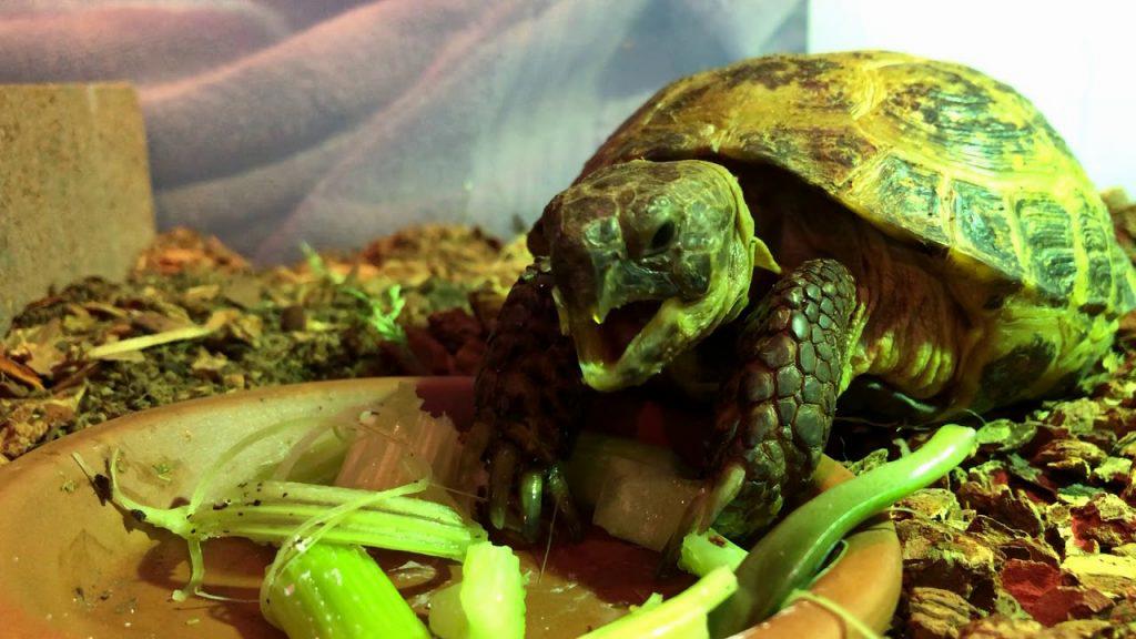 Can Tortoises Eat Celery?