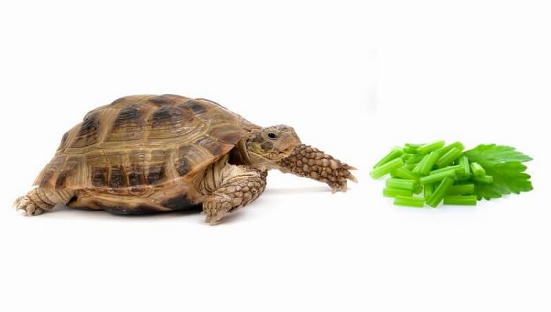 can tortoises eat celery