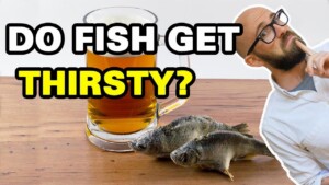 Do Fish Get Drink Water 0