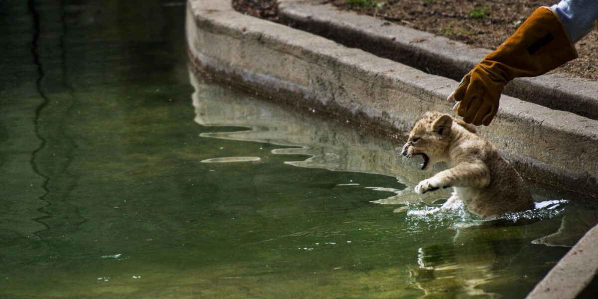 Can Lions Swim ? .E.