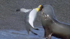 Do Seals Sexually Assault Penguins 0
