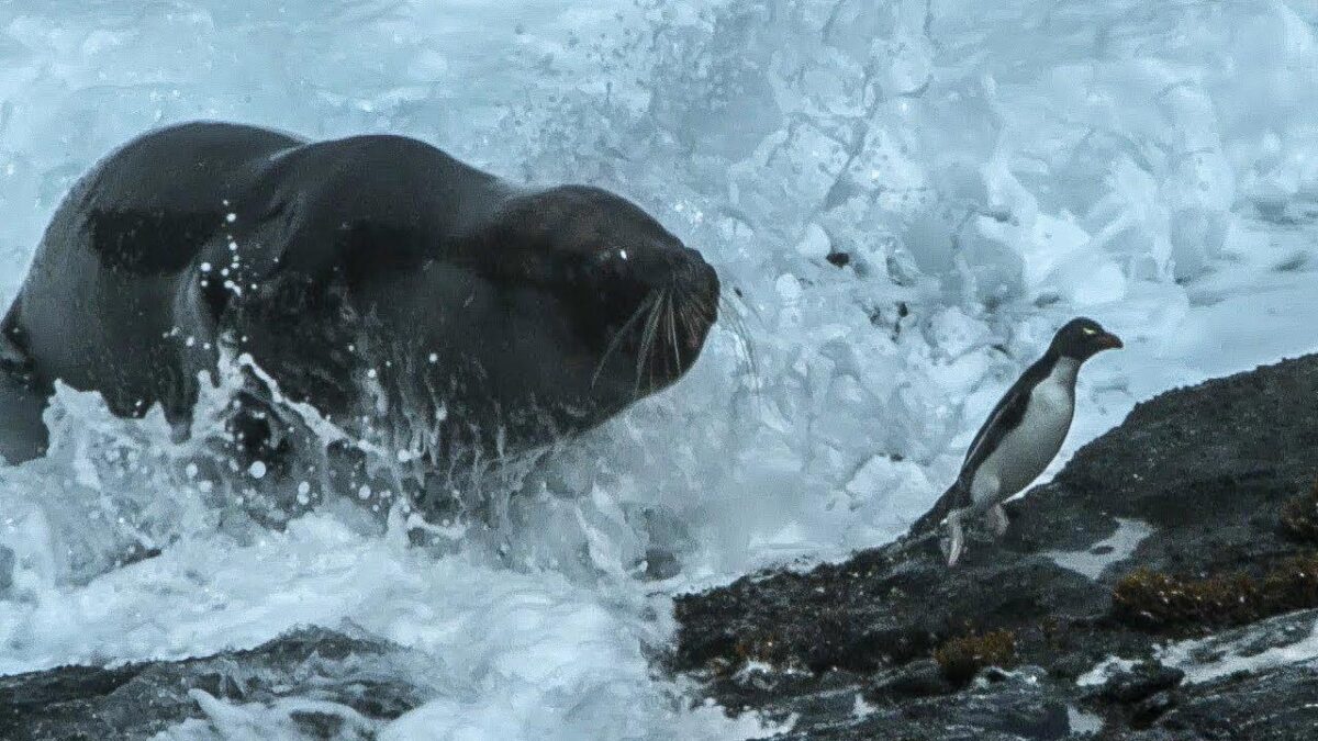 Do Seals Eat Penguins?