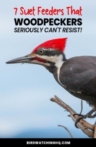 How Do You Attract Pileated Woodpeckers To Your Yard 0
