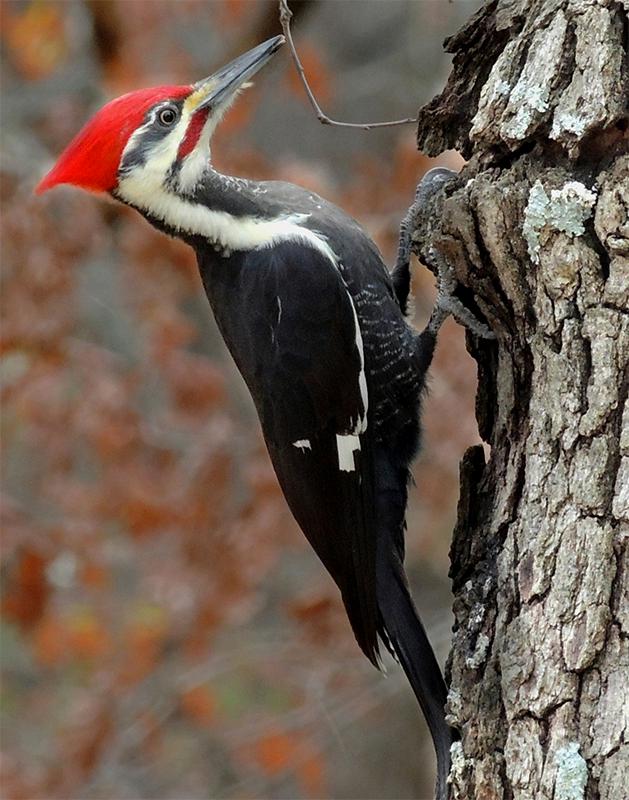 how to attract pileated woodpeckers