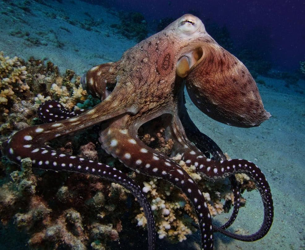 can octopus breathe air