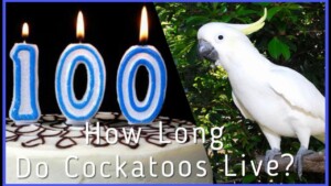 How Long Do Cockatoos Live As Pets 0
