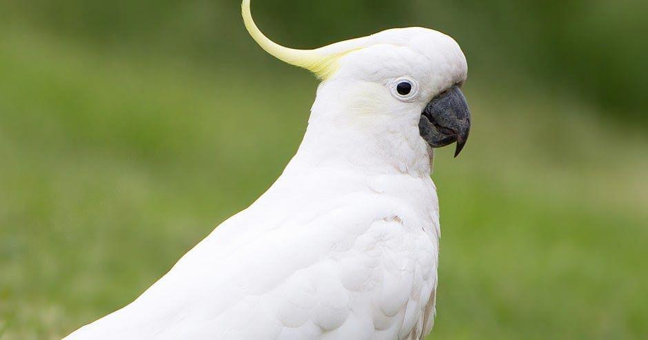 how long do cockatoos live