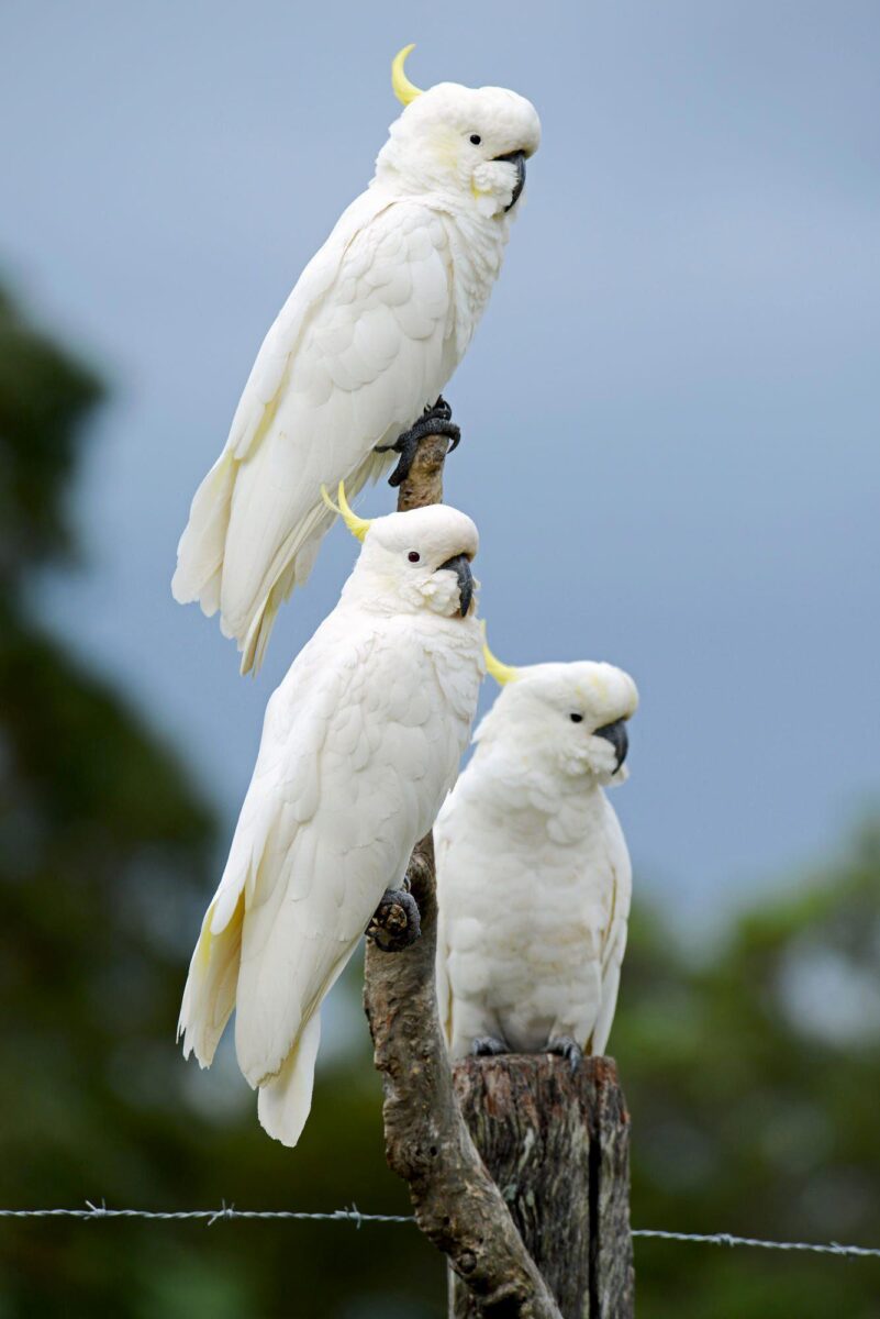 how long do cockatoos live