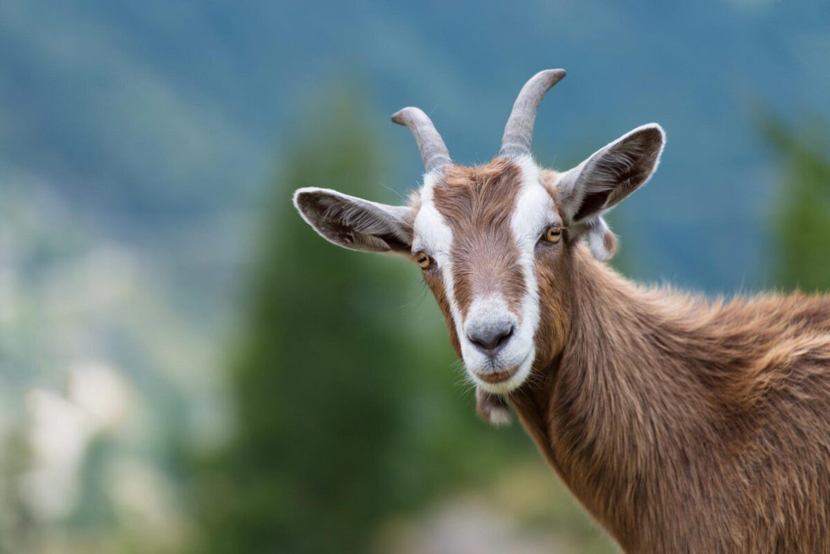 how long do goats live