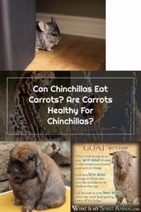 How Many Carrots Can A Chinchilla Eat 0