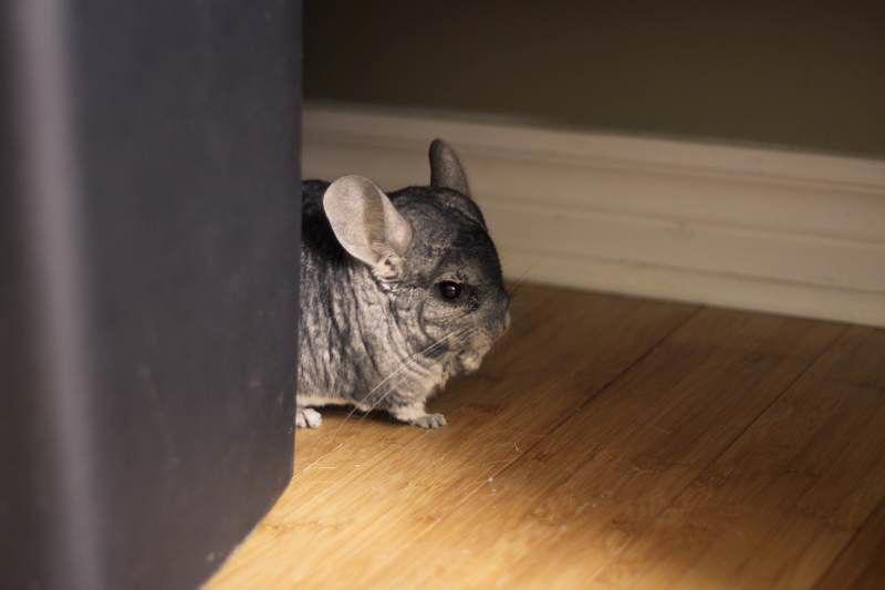 can chinchillas eat carrots