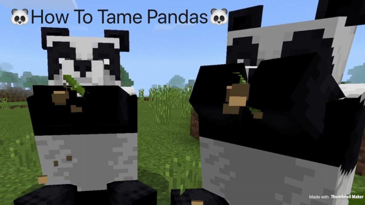 how to tame a panda in minecraft