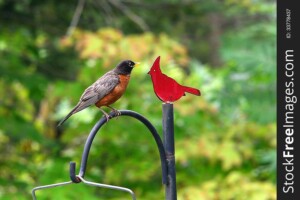 Is A Red Robin The Same As A Red Cardinal 0