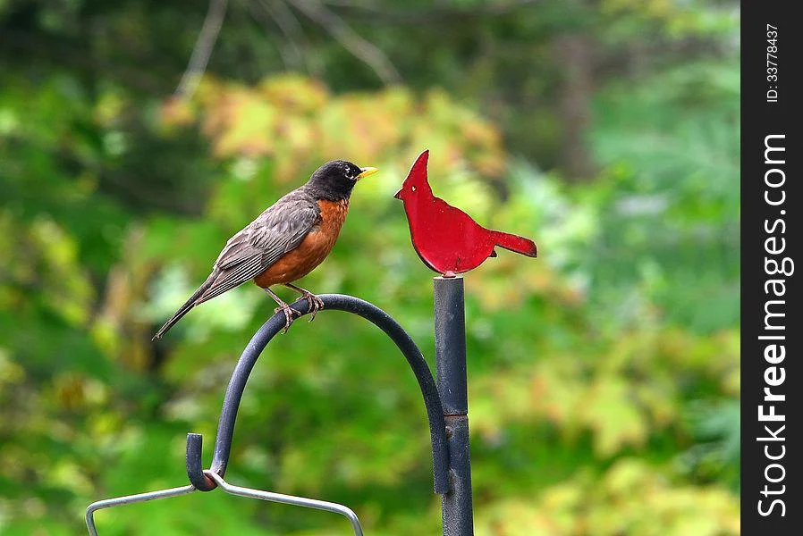 red-robin-vs-cardinal-what-are-the-differences