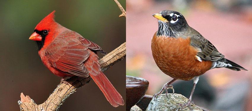 red robin vs cardinal