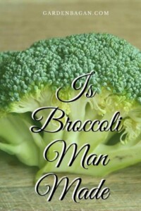 Is Broccoli Genetically Manufactured 0