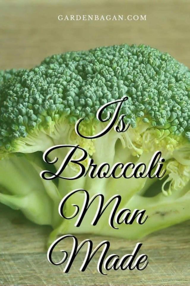 Is Broccoli Man Made? H.O.M.E.
