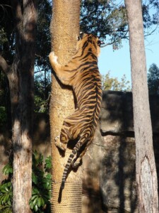 Should You Climb A Tree To Escape A Tiger 0