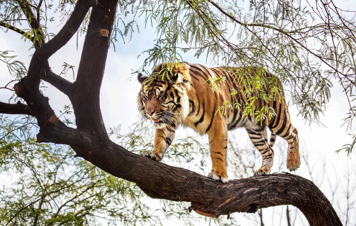 can tigers climb trees