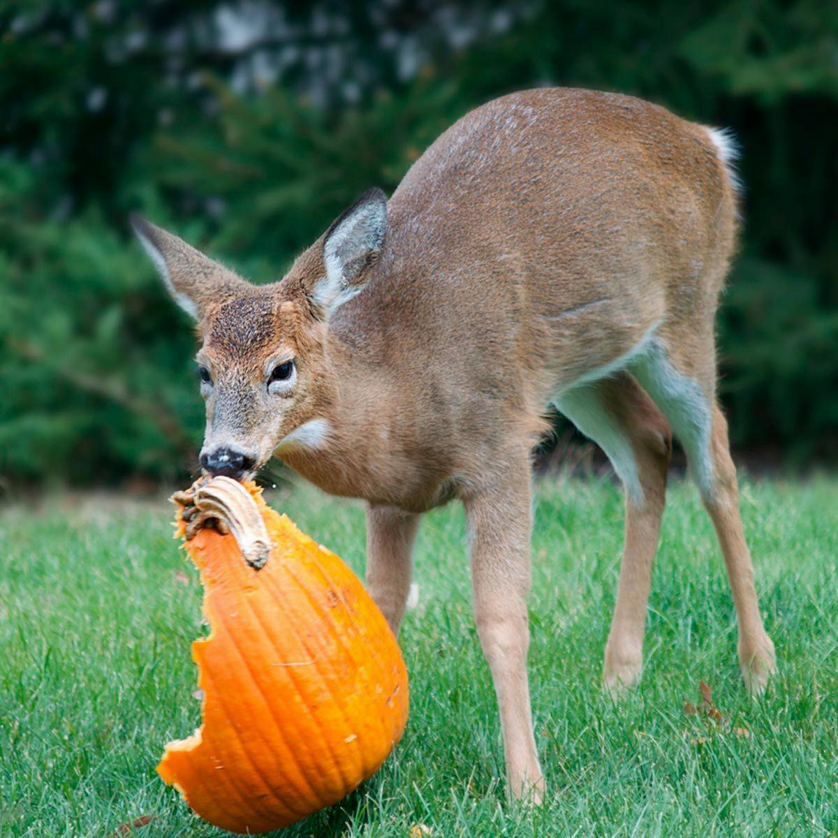 do deer eat pumpkins