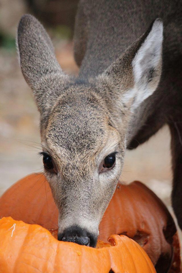 Do Deer Eat Pumpkins And Gourds