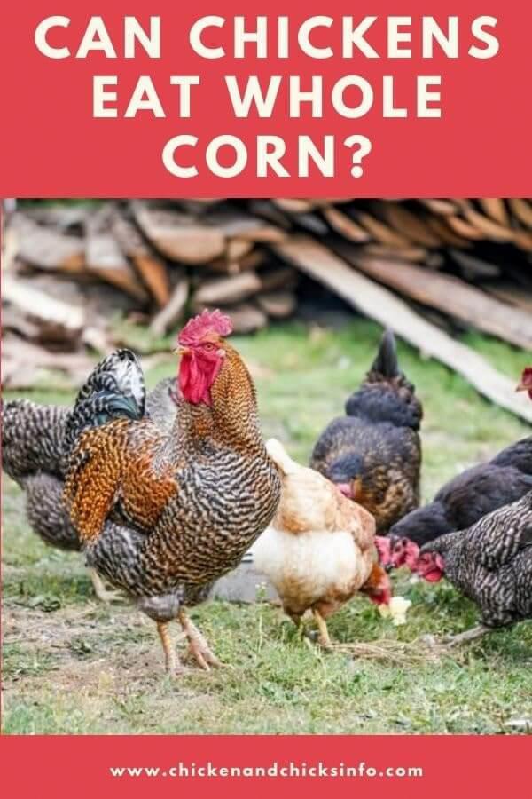 Can Chickens Eat Whole Kernel Corn