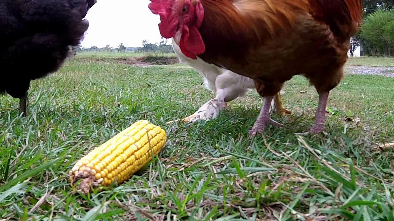 can chickens eat whole corn