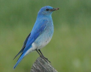 What Attracts Bluebirds To Your Yard 0
