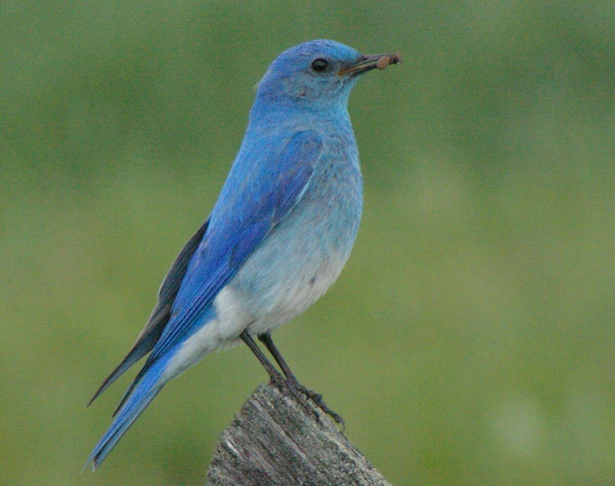 blue birds in michigan