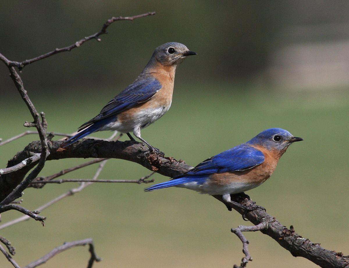 blue birds in michigan