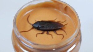 What Bugs Are In Peanut Butter 0
