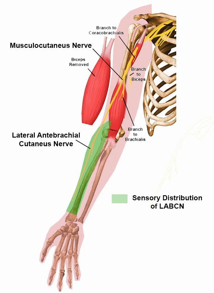 antebrachial-region-explained