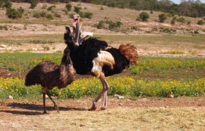What Is The Difference Between A Emu And An Ostrich 0
