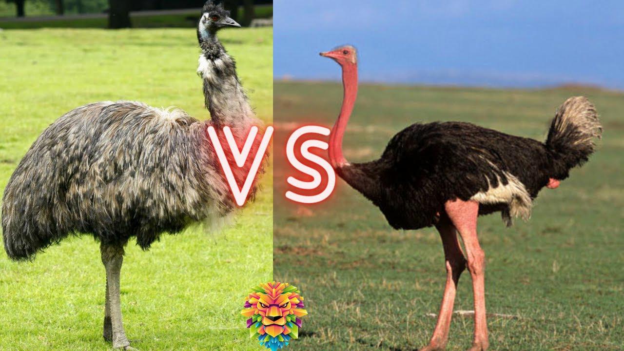 Emu Vs Ostrich What Is The Difference
