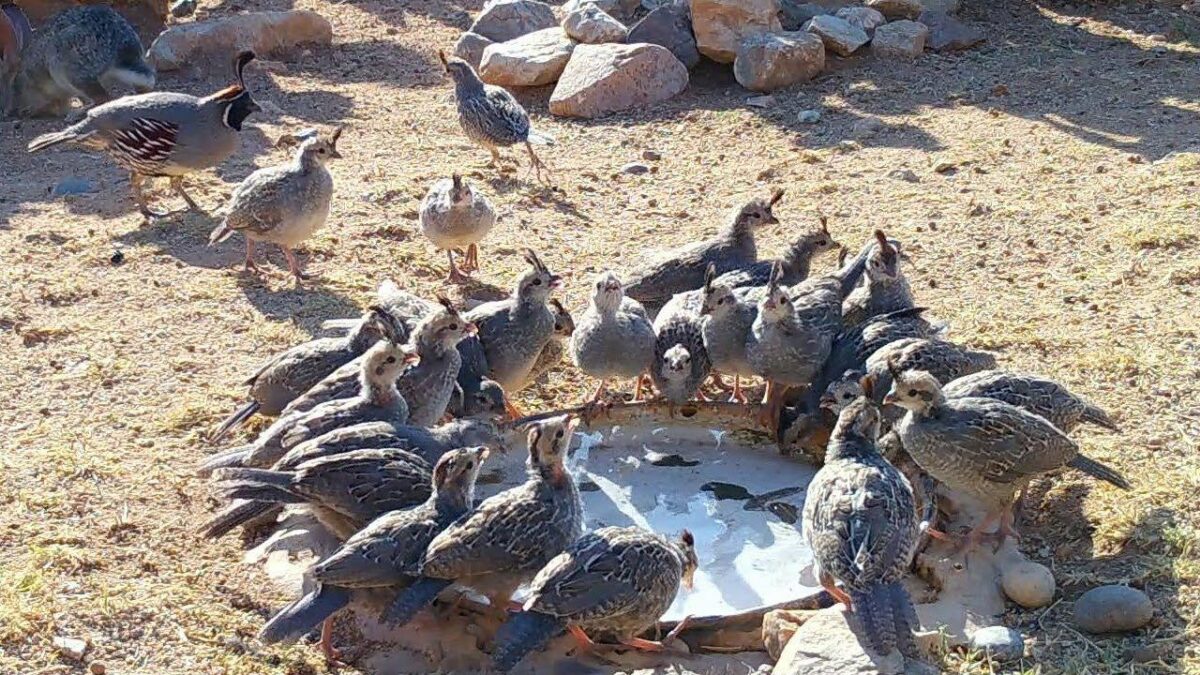 What are the 10 Lutheran commandments