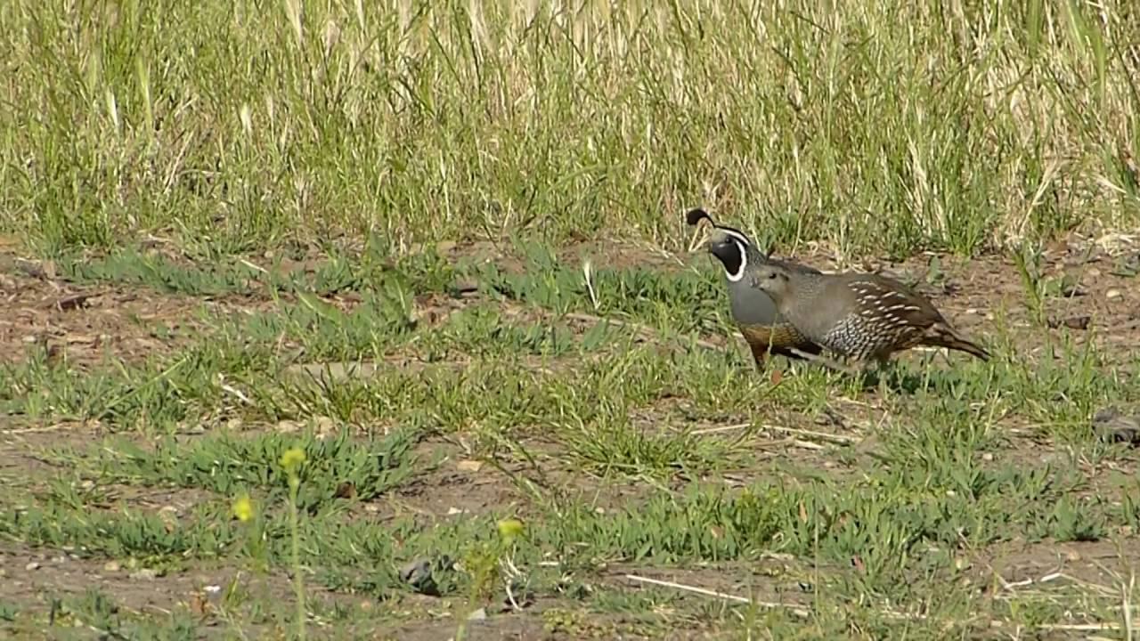 Do Lutherans say the Lords prayer?