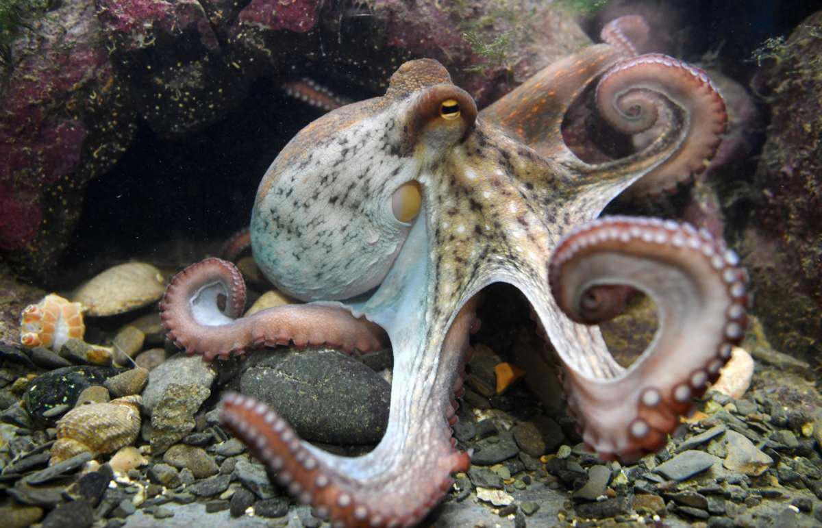 is an octopus a mammal