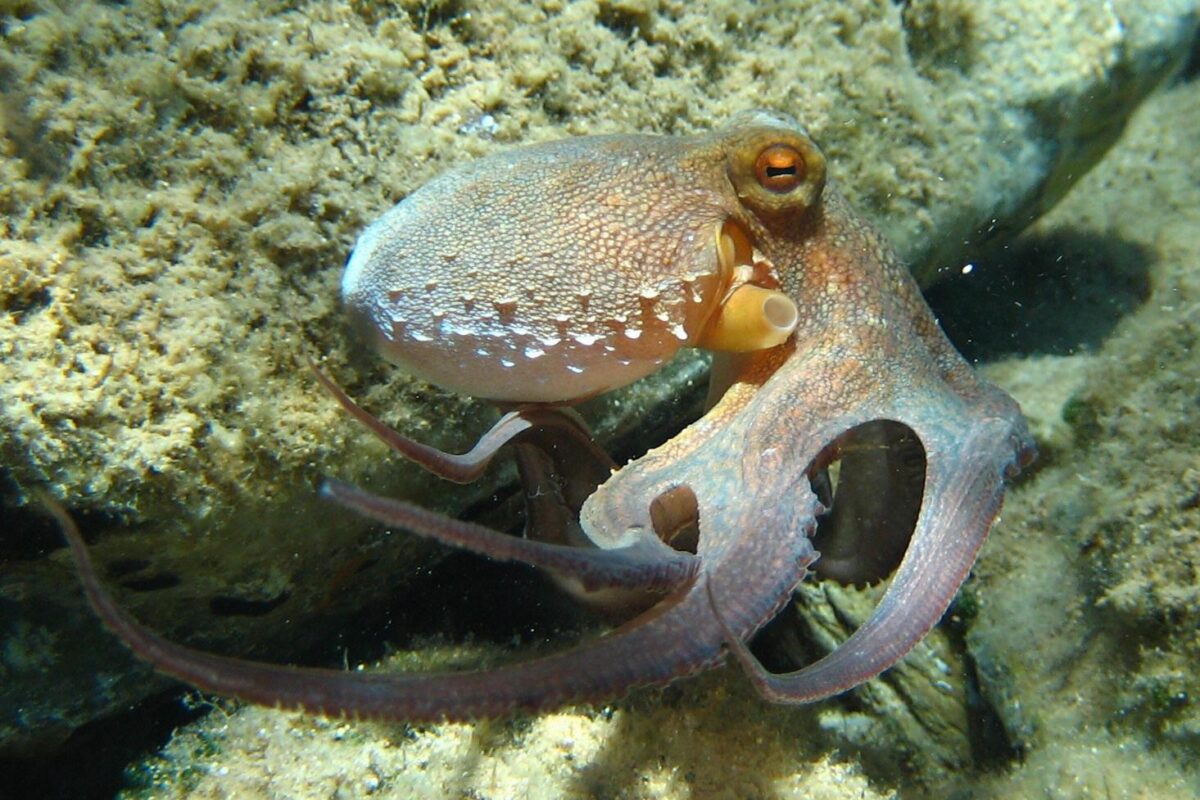 is an octopus a mammal